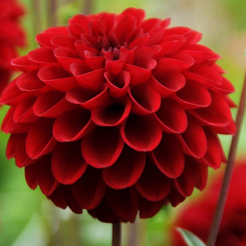 List Of Top 51 Most Beautiful Flowers In The World Storytimes