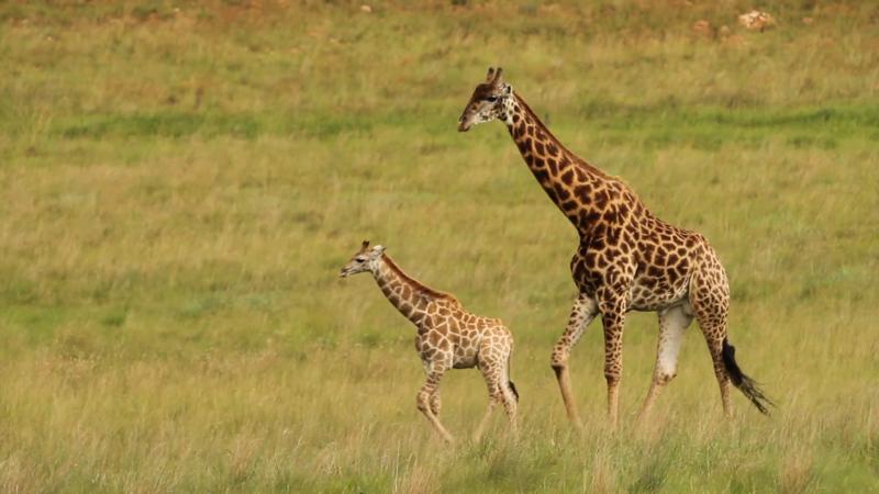 longest gestation period