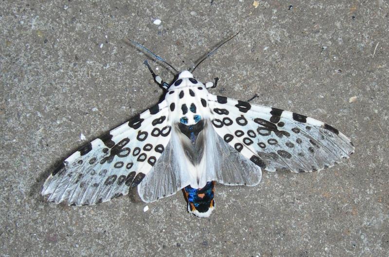 beautiful moth