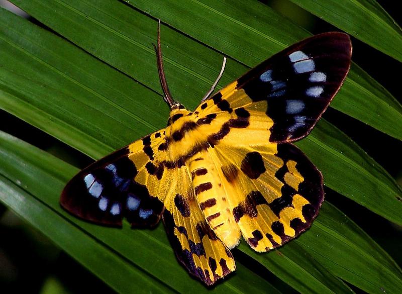 beautiful moth
