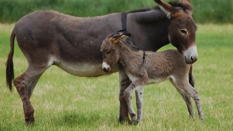 longest gestation periods