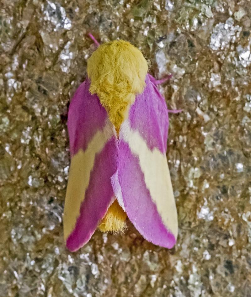 beautiful moth
