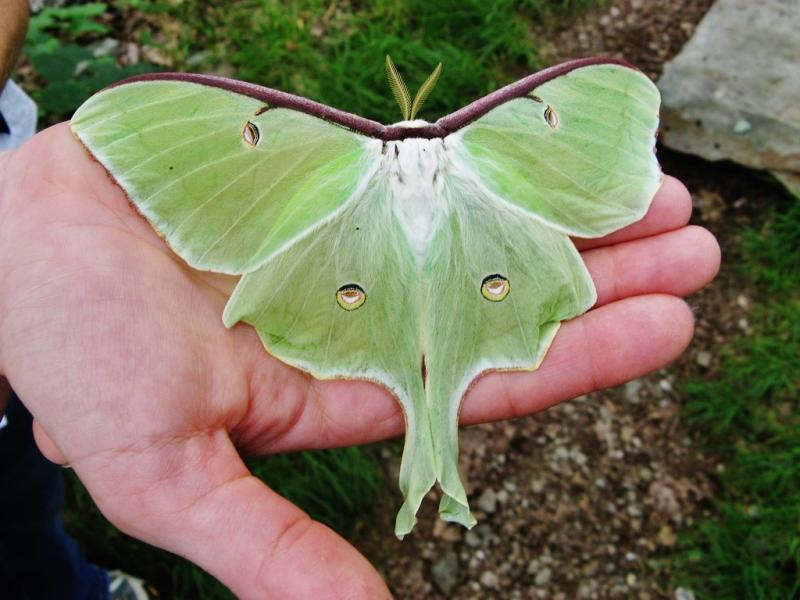 beautiful moth