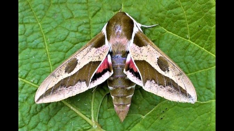 beautiful moth