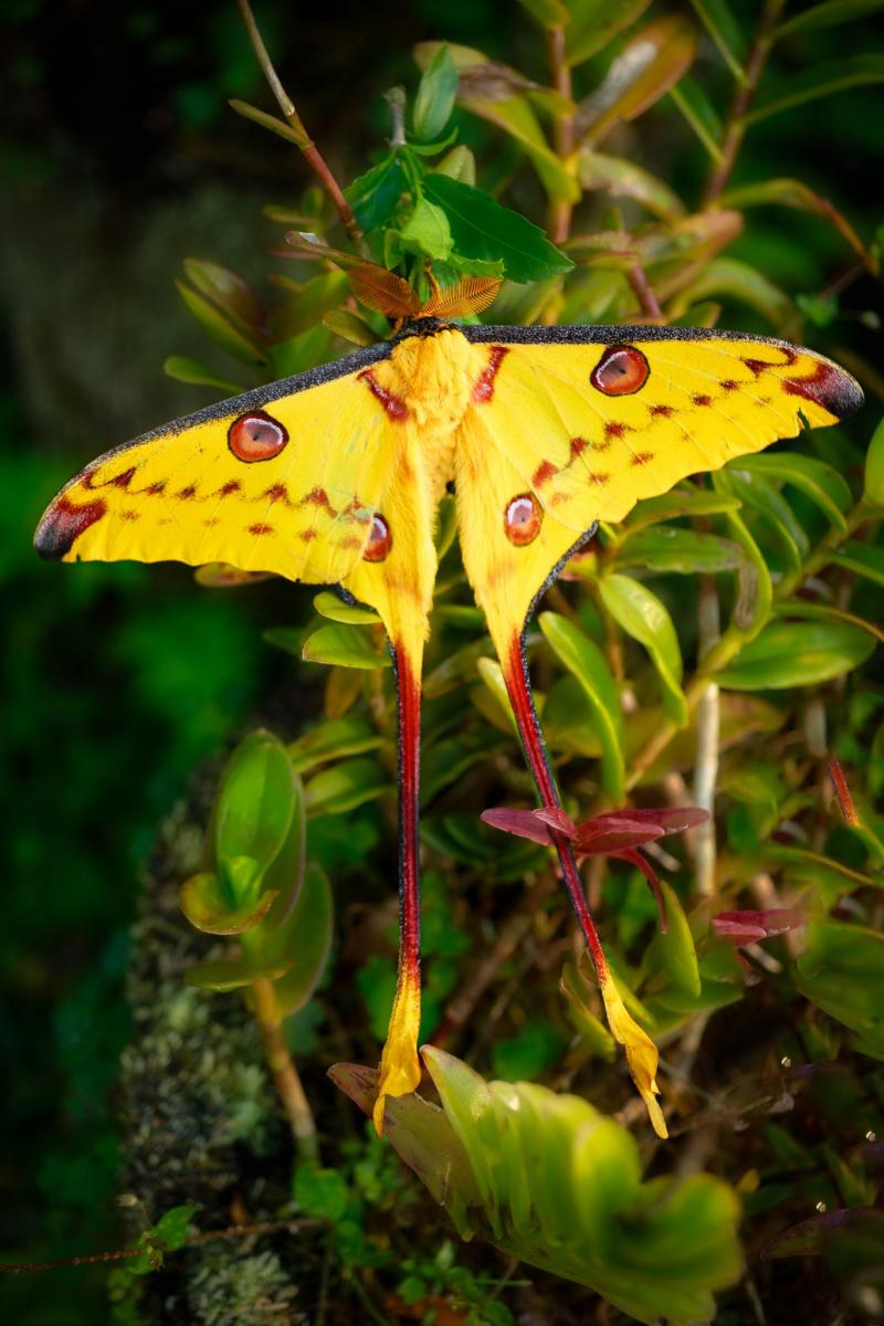 beautiful moth