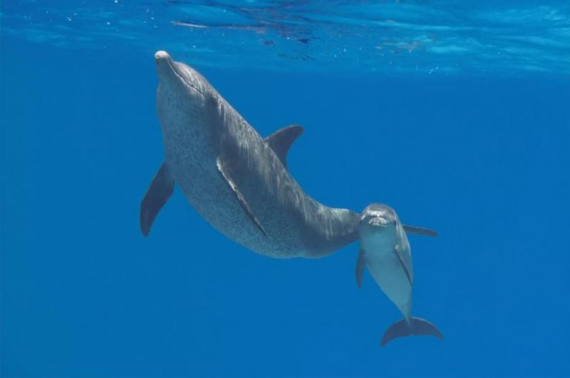 longest gestation period