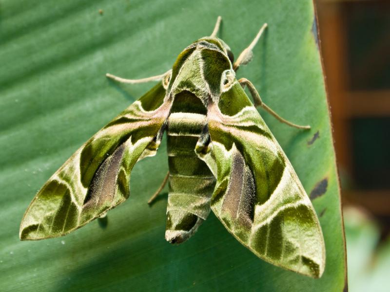 beautiful moth