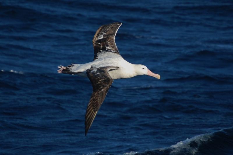 largest bird