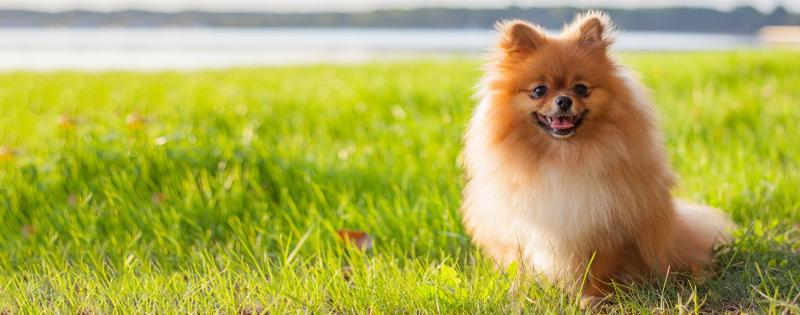 Top 30 Most Beautiful Dog Breeds on Earth -StoryTimes