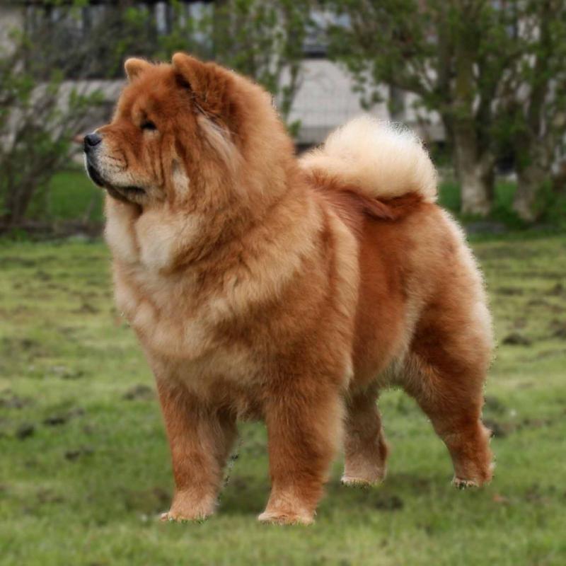 whats the most beautiful dog breed