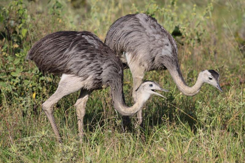 largest bird