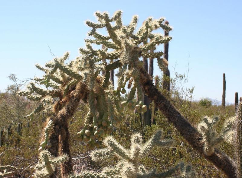 desert plants with names