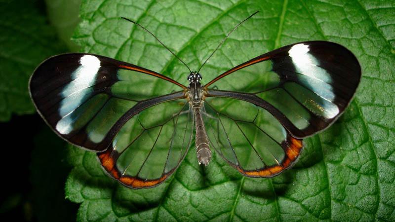 Beautiful Insects 
