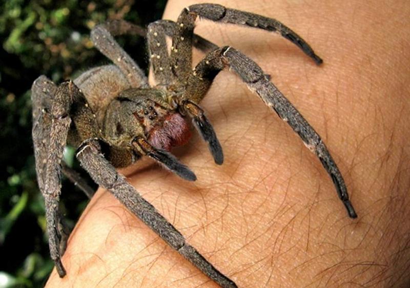 Most Dangerous Spiders in the World 