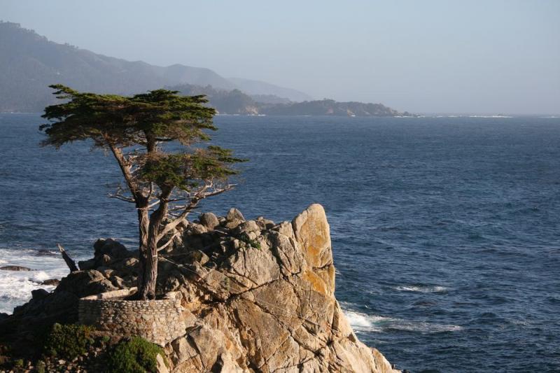 Most Popular Trees in the World