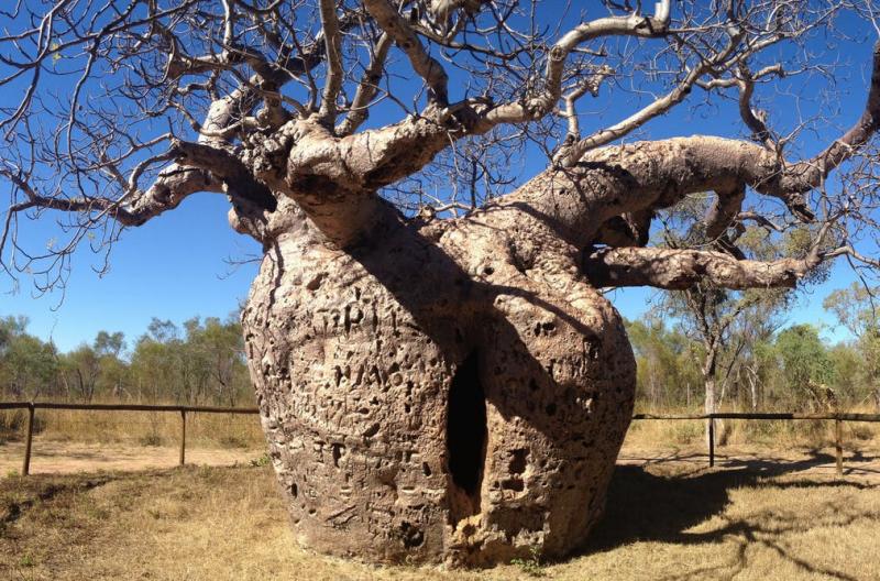 Most Popular Trees in the World