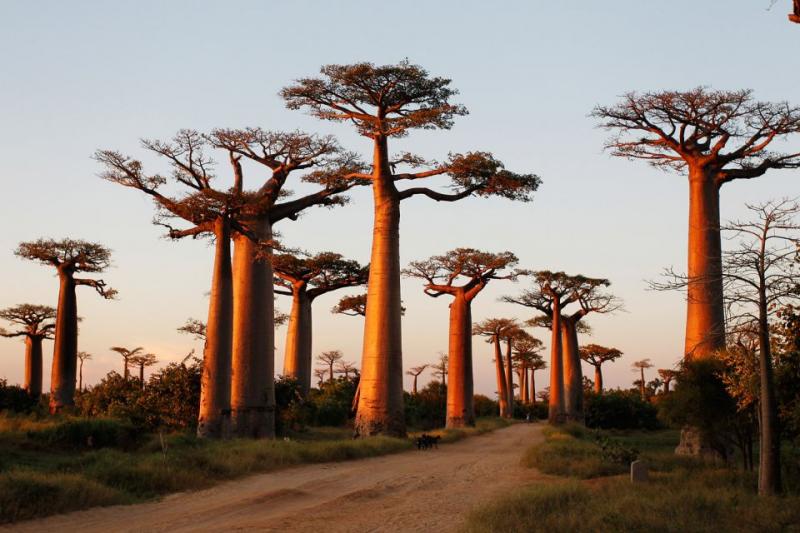 Most Popular Trees in the World