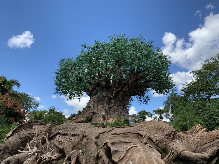 Most Popular Trees in the World