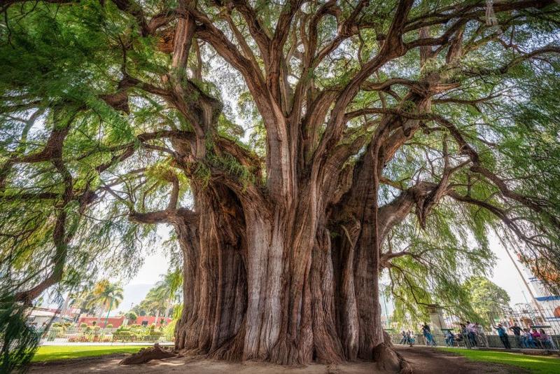Most Popular Trees in the World