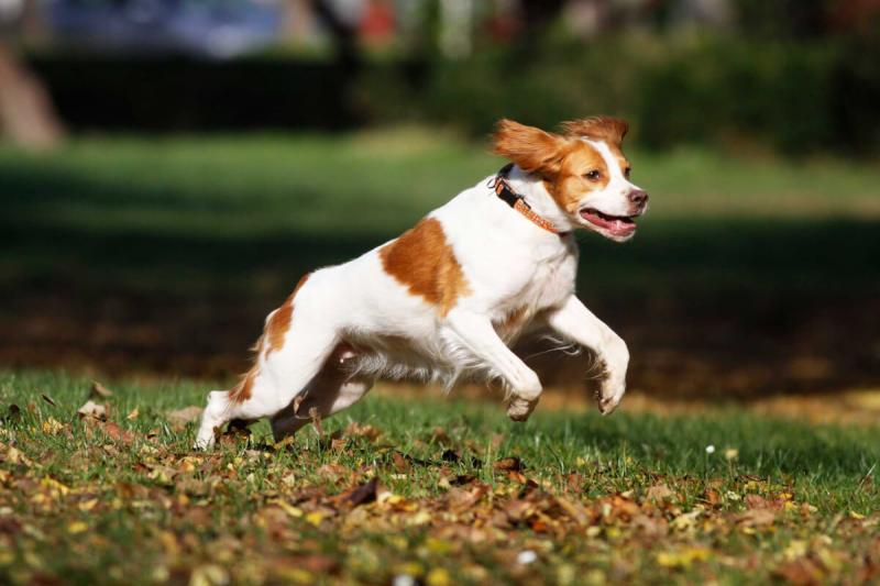 which is the most playful dog