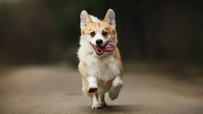 Most Playful Dog Breeds in the World 