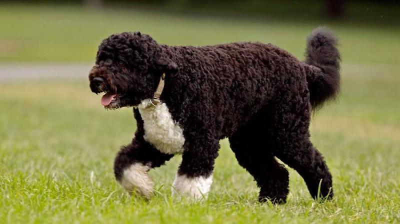 Most Playful Dog Breeds in the World 