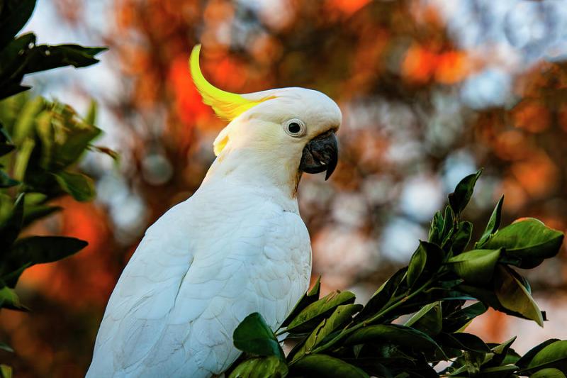 Most Beautiful Parrots in the World 