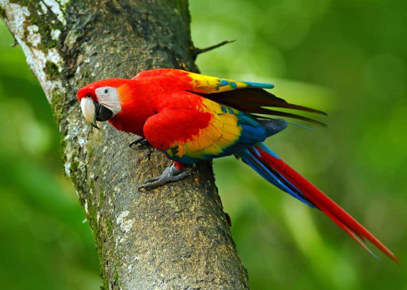 Most Beautiful Parrots in the World 