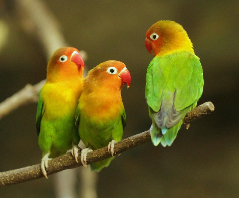Most Beautiful Parrots in the World 