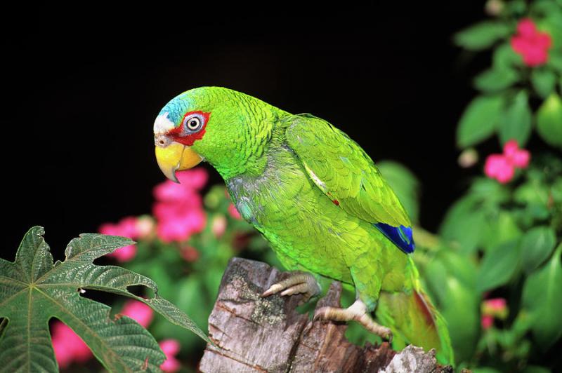 Most Beautiful Parrots in the World 
