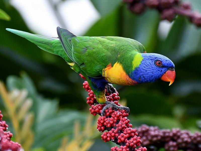 Most Beautiful Parrots in the World 