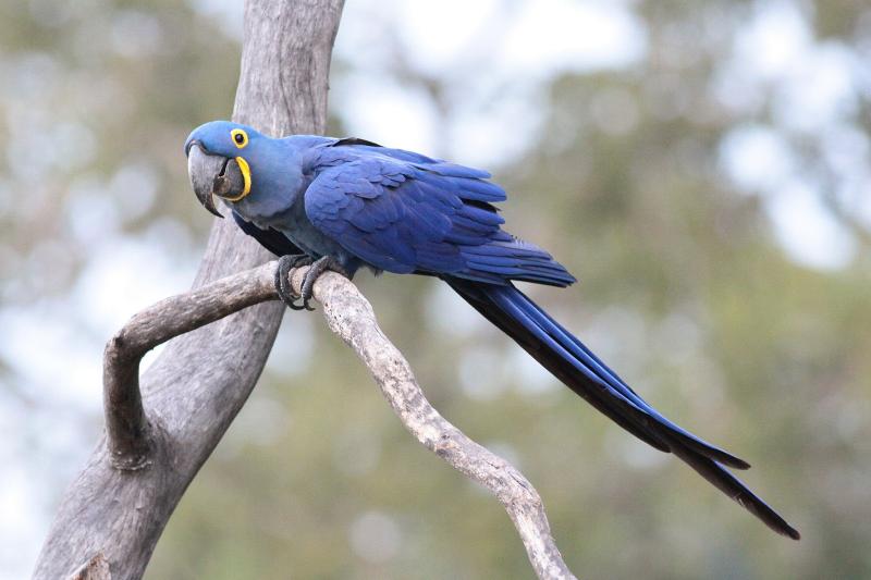 Most Beautiful Parrots in the World 