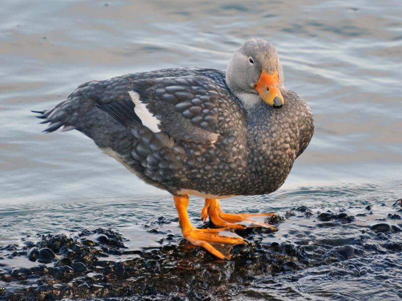 Most Incredible Flightless Birds in the World