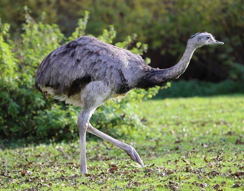 Most Incredible Flightless Birds in the World
