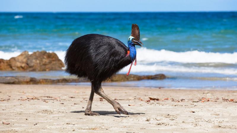 Most Incredible Flightless Birds in the World