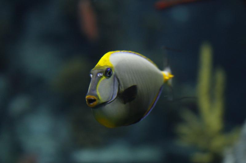 Most Beautiful Fishes In The World 