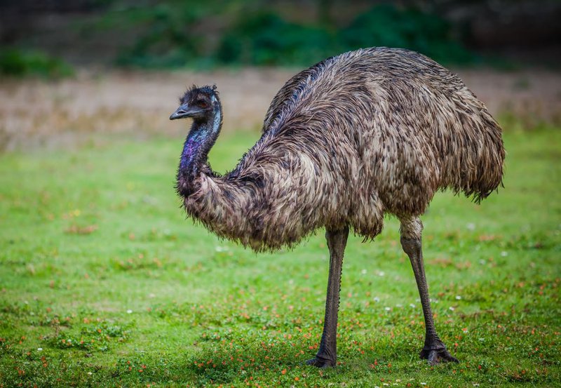 Most Incredible Flightless Birds in the World
