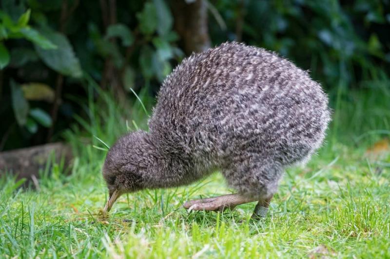 Most Incredible Flightless Birds in the World