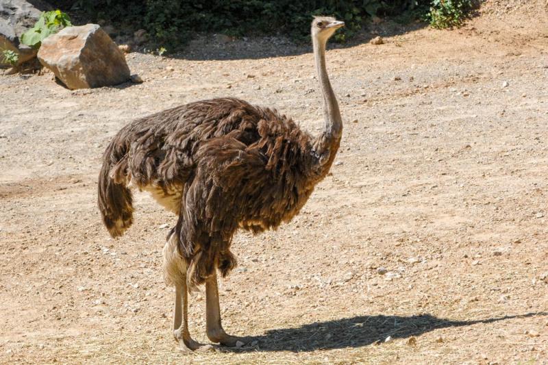 Most Incredible Flightless Birds in the World