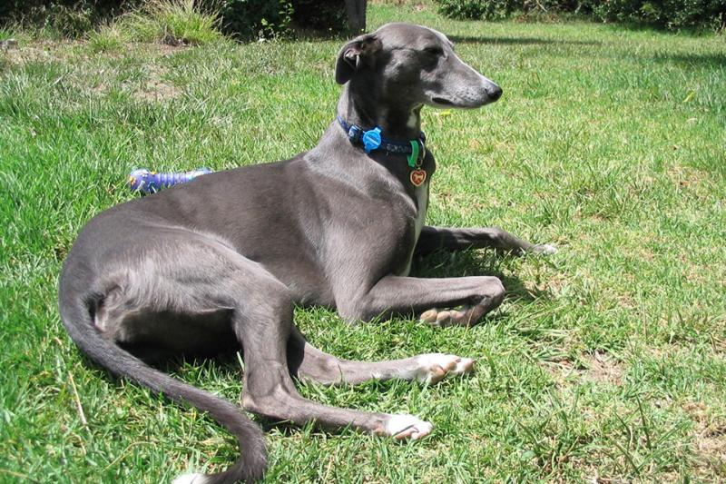 Fastest Land Animals In The World