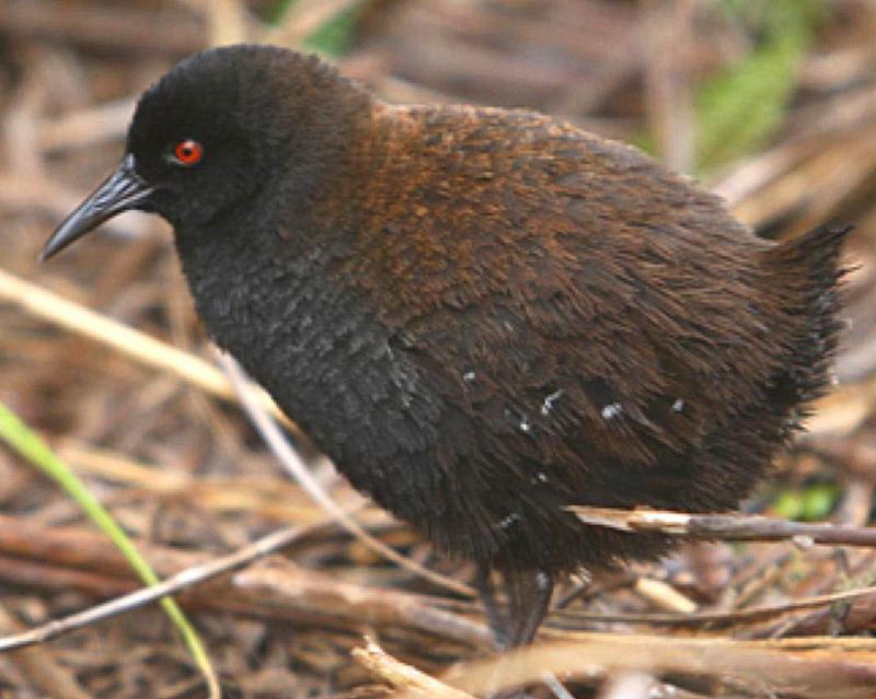 Most Incredible Flightless Birds in the World