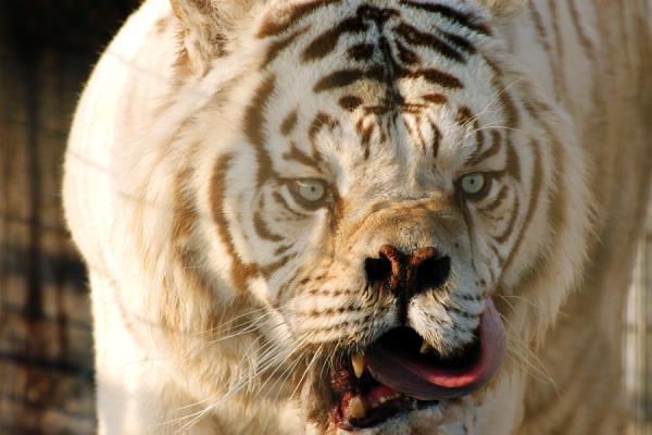 Inbred white tiger Kenny