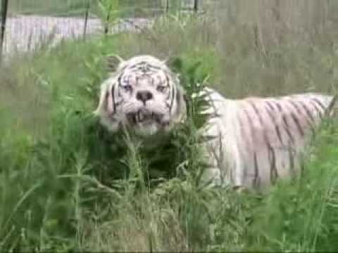 Inbred white tiger Kenny