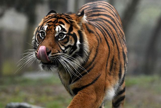 Sumatran tiger labeled as Shape Shifter 