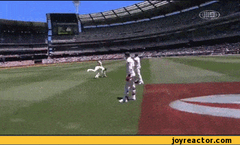 Cricket GIFs