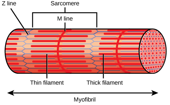 What Is Sarcomere