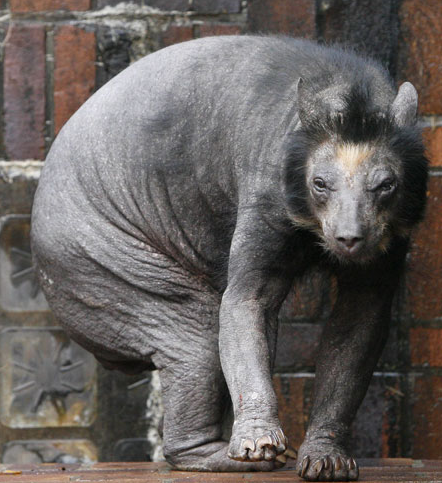 Shaved Bear