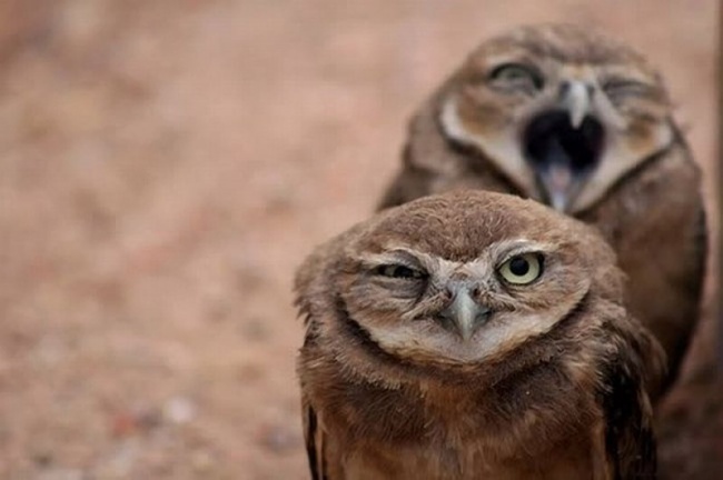 Greatest Owl Pics