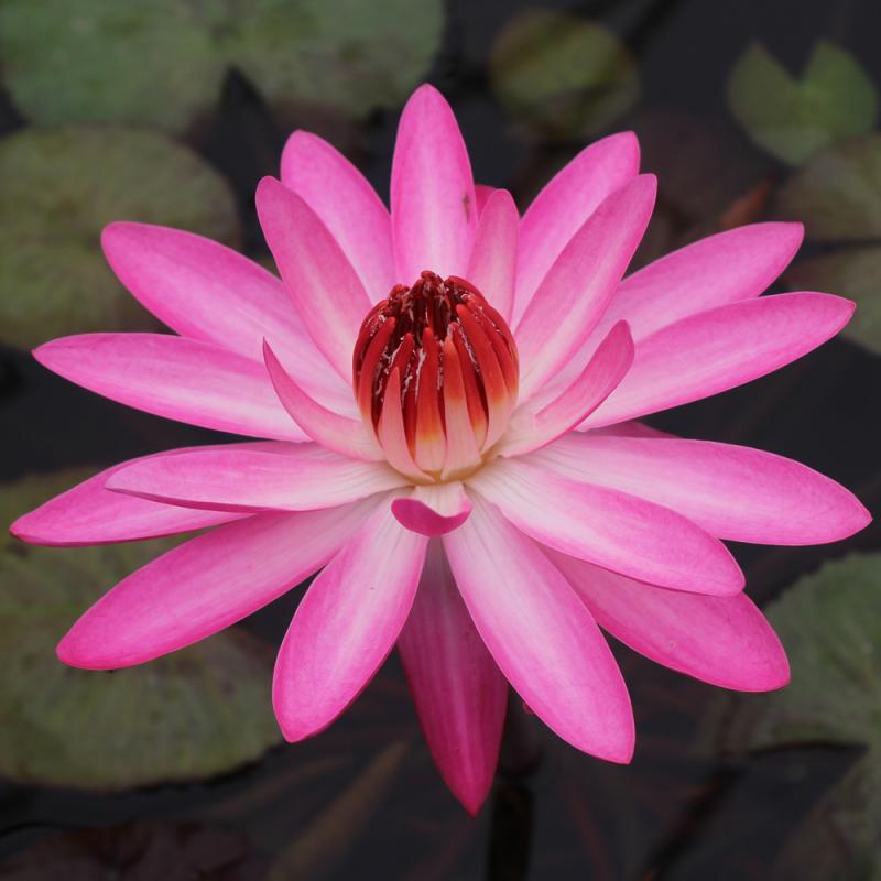 flowers that bloom at night