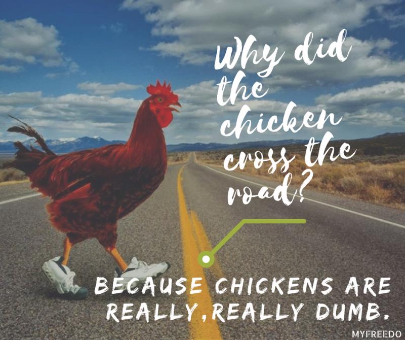Why did the chicken cross the road